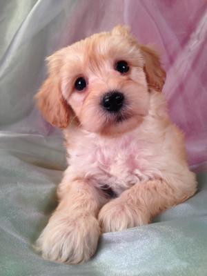 Male schnoodle #20  Looking for a Schnoodle Breeder with Puppies for sale in California? Purebredpups can help! $150 shipping into San Francisco and Los Angeles!